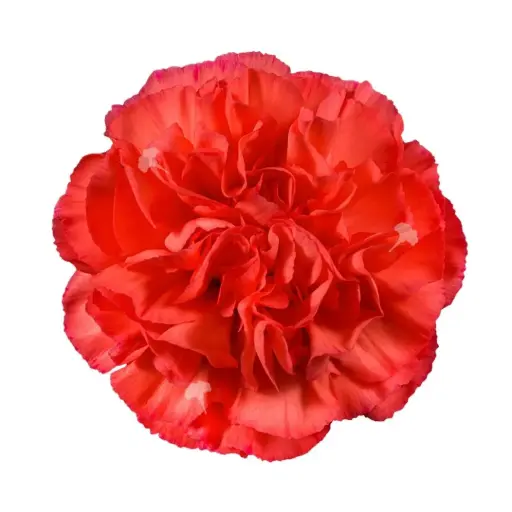 26TH LG Carnations Orange Corallo