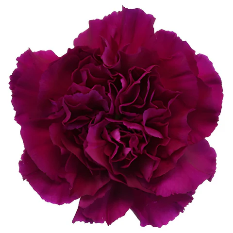 26TH LG Carnations Purple Tiepolo