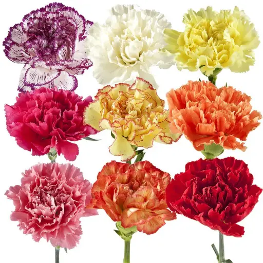 26TH LG Carnations Assorted 