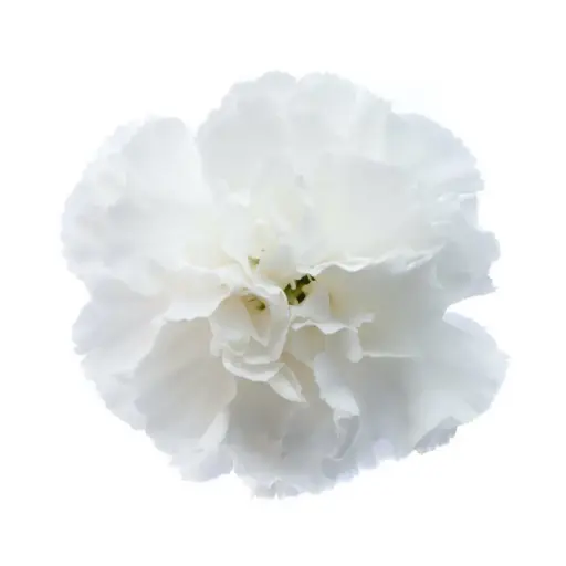 26TH LG Carnations White Moonlight