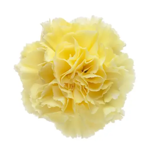 26TH LG Carnations Yellow Diletta 