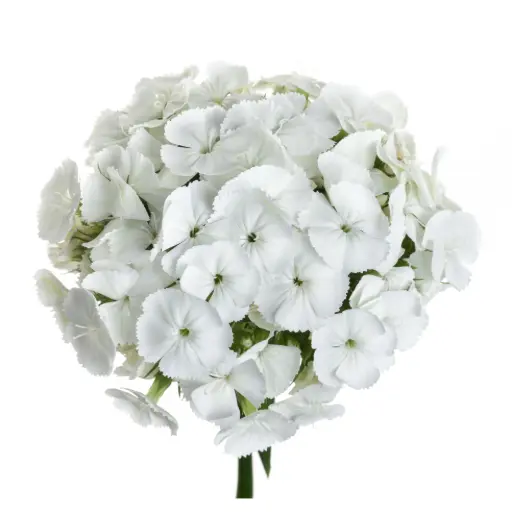 Dianthus Ball White Hera 