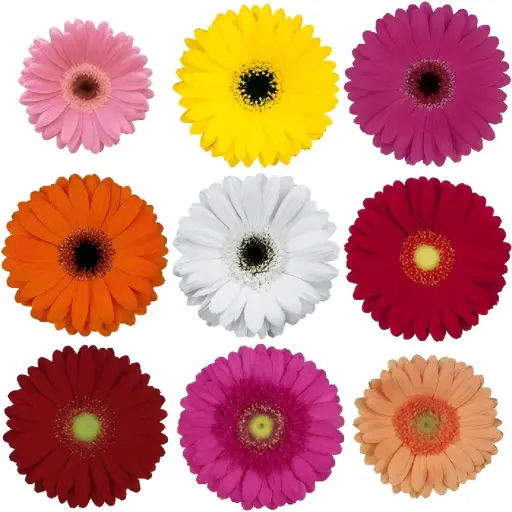 Gerbera Assorted (10st)