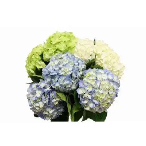 26TH Hydrangea Assorted Premium