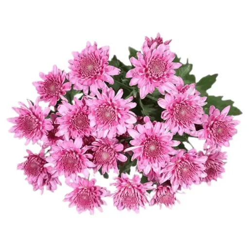 Chrysanthemums Light Lilac Candor 