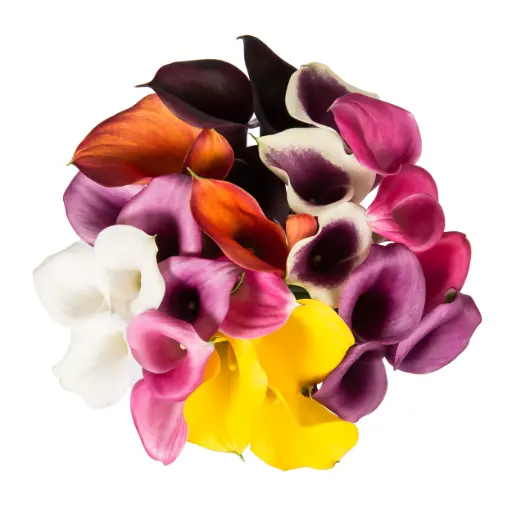26TH Mini Calla Lilies Assorted 
