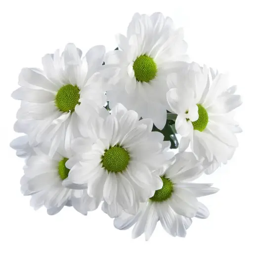26TH Daisies Assorted 