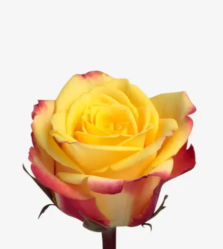26TH 50cm Rose Hot Sauce