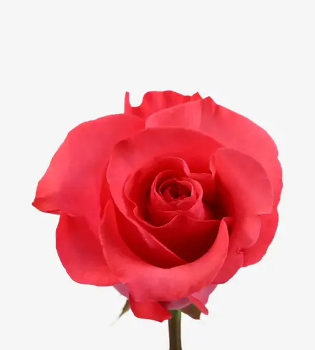 40cm Rose Medium Pink Love