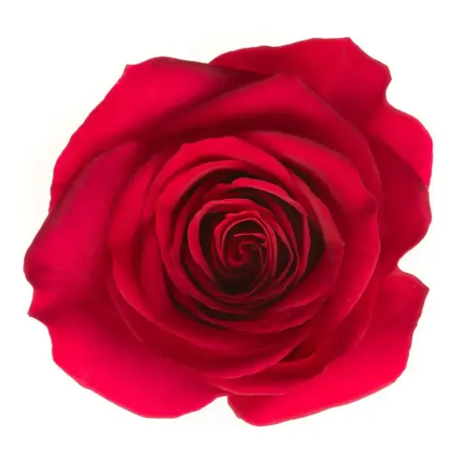 Discounted - 26TH 40cm Rose Queenberry