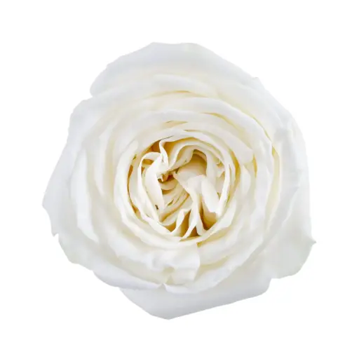 40cm Garden Roses White Playa Blanca