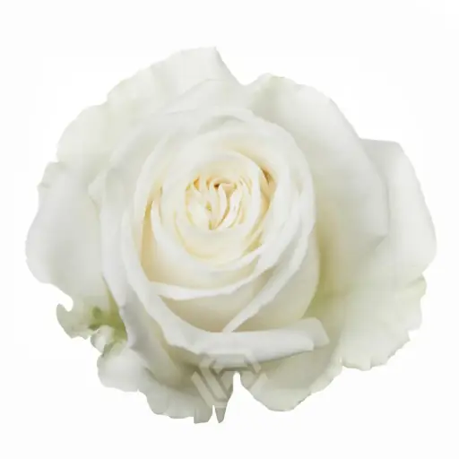 40cm Roses White Playa Blanca