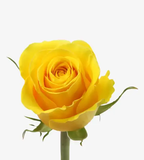 26th 50cm Roses Brighton Yellow 