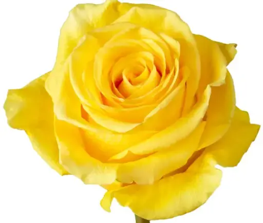 26th 40cm Roses Yellow Summer Romance 