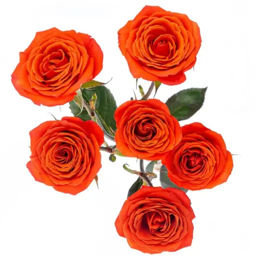 Spray Roses Orange Lava Sensation