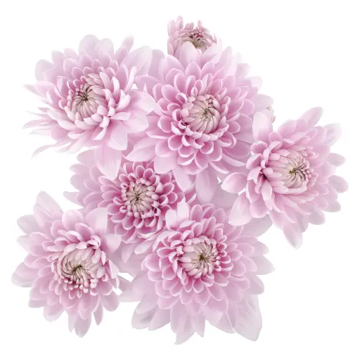 Chrysanthemums Baby Pink Yolanda 