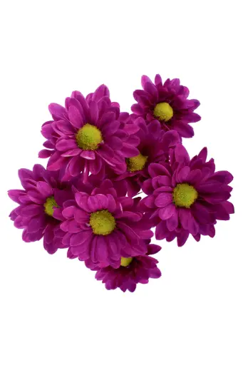 Daisies Purple Vespa Splendid