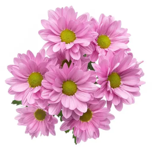 Daisies Lavender Aneto