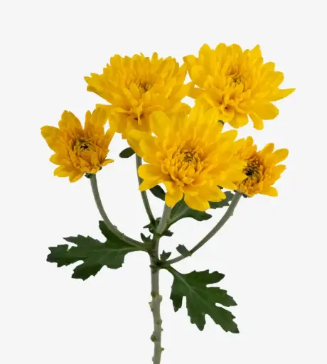 Chrysanthemums Deep Yellow Cheddar 