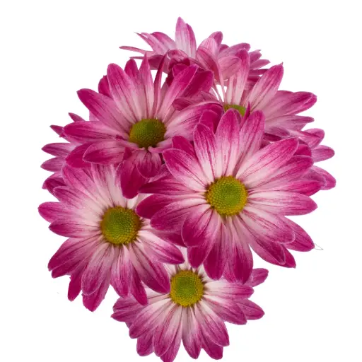 Daisies Dark Pink Cano Cristales