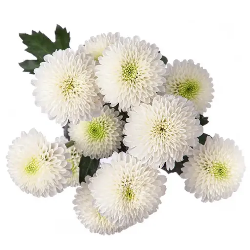 Buttons White Mont Blanc