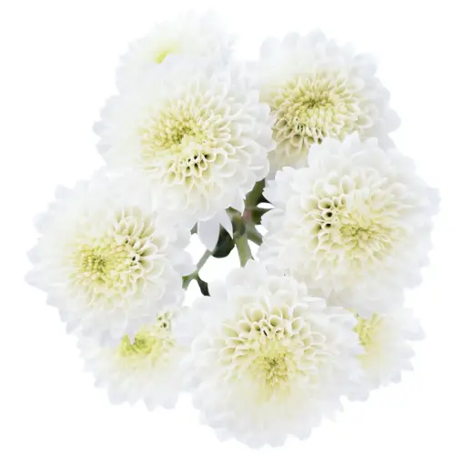 Buttons White Nivea