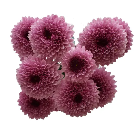 Buttons Lavender Pink On