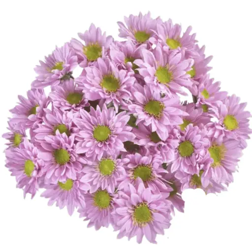 Daisies Lilac Adele