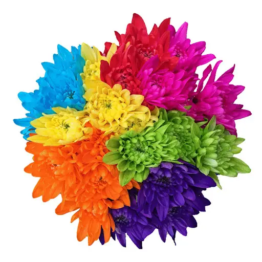 Chrysanthemums Solid Rainbow Tinted
