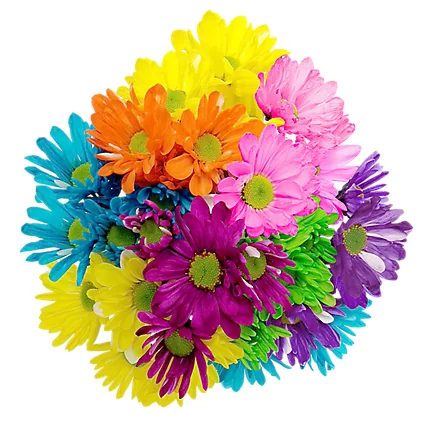 Daisies Solid Rainbow Tinted 