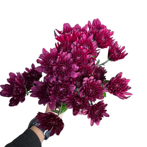 Chrysanthemums Dark Purple Paul