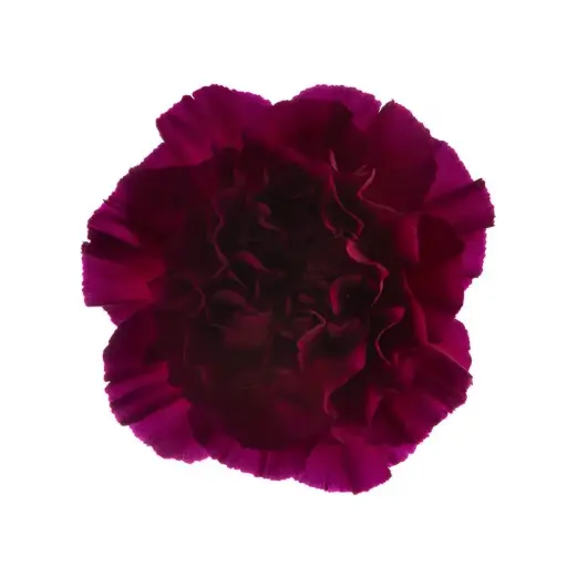 LG Carnations Purple Zafiro