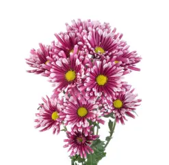 Daisies Purple Smashing Premium