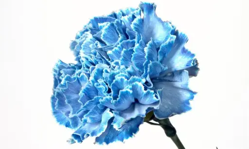 LG Carnations Tinted Blue