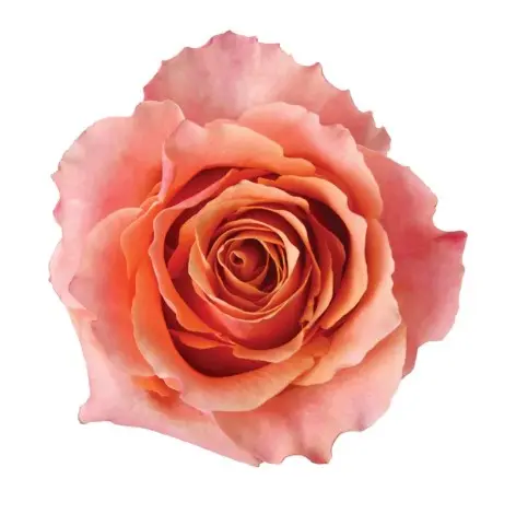 40cm Garden Roses Peach Carpe Diem