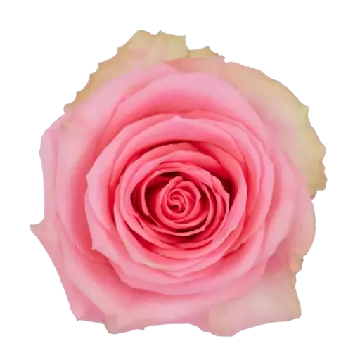 40cm Roses Light Pink Flirty 
