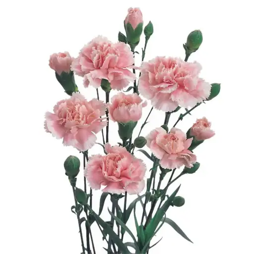 Mini Carnations Pink Bosanska  