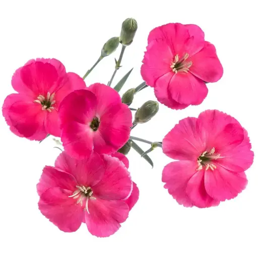 Solomio Hot Pink Imre 