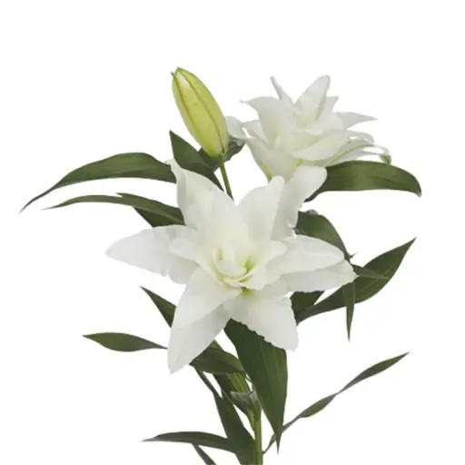 RoseLilies White Aisha