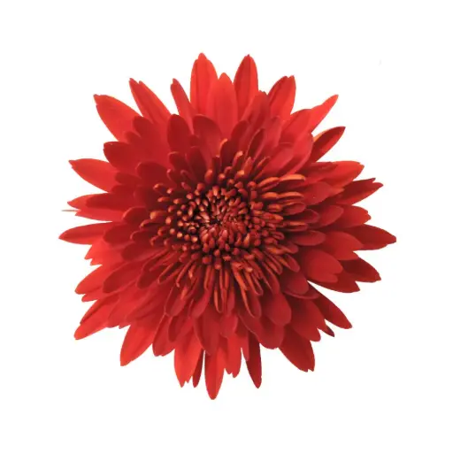 Chrysanthemums Copper Red Rock Premium