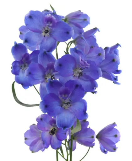 90cm Delphinium Dark Blue Andes 