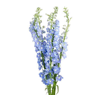 90cm Delphinium Light Blue Andes
