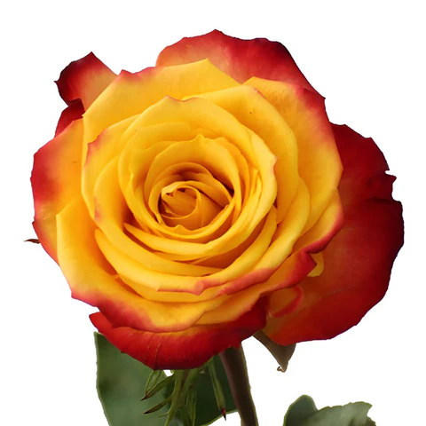 40cm Rose Bi-Color Yellow/Red Tutti Fruti