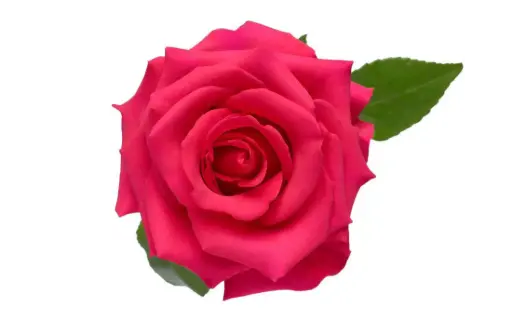 40cm Roses Deep Pink V.I. 