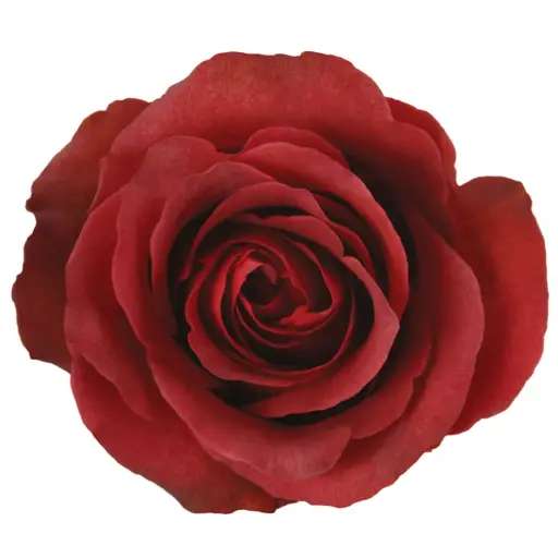 50cm Roses Ocre Brown Matilda 
