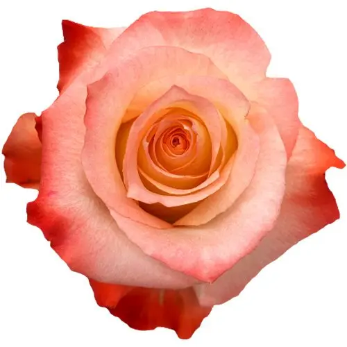 50cm Roses Coral/White Cabaret