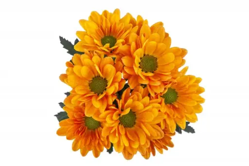 Daisies Orange Vitamin C 