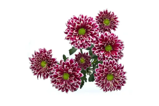 Daisies Purple/White Amethyst 