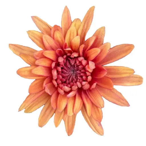 Chrysanthemums Bronze Kirvy 