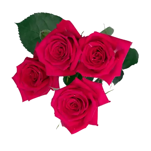 Spray Roses Hot Pink Fire Up